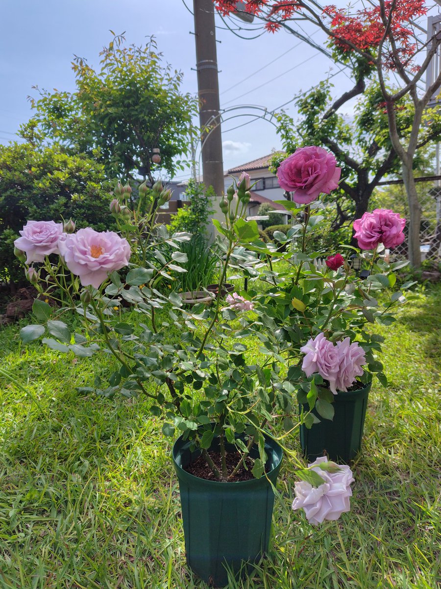 若嵐白洲🌿 tweet media