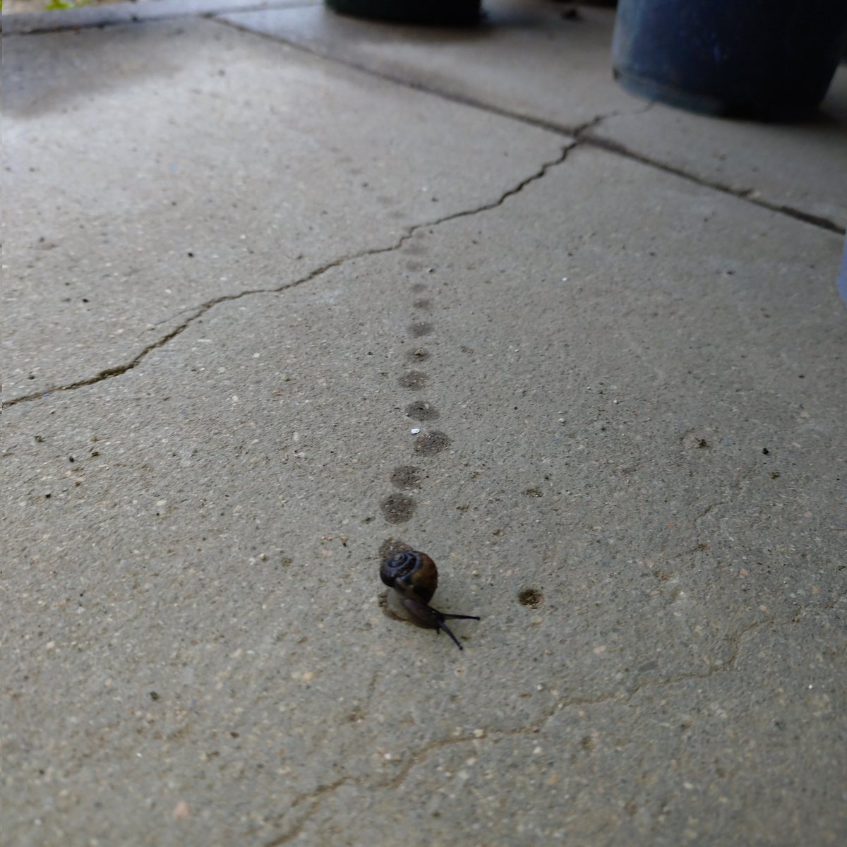 ked07979's tweet photo. カタツムリ🐌の足跡(・・?
ですよね？
不思議です😊 https://t.co/Fpq8KWNgyG