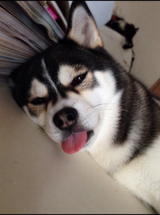 CryptoNikos79's tweet photo. @HTX_Global @htxintern Woof woof 

I see you https://t.co/u9DrPCh41K