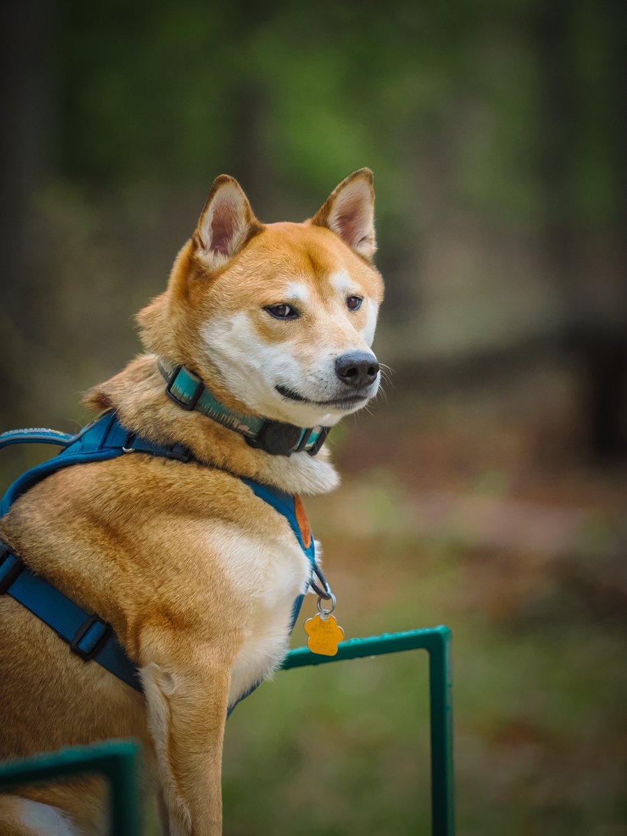 Caladrawn's tweet photo. Yeah so I’ve been getting back into photography recently.

Here’s some shots of my pup. 🐕 https://t.co/GjzA9Co0C8