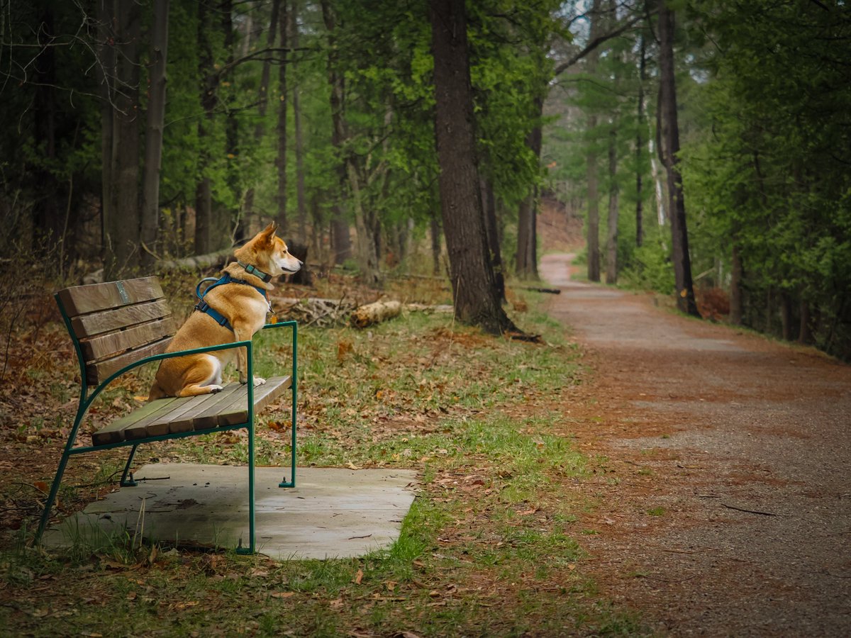 Caladrawn's tweet photo. Yeah so I’ve been getting back into photography recently.

Here’s some shots of my pup. 🐕 https://t.co/GjzA9Co0C8