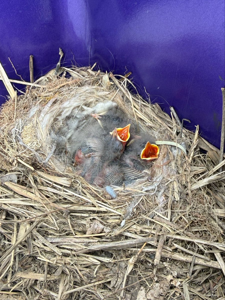 限界1or8副代表アツシ tweet media