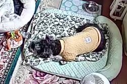 ひとみ tweet media