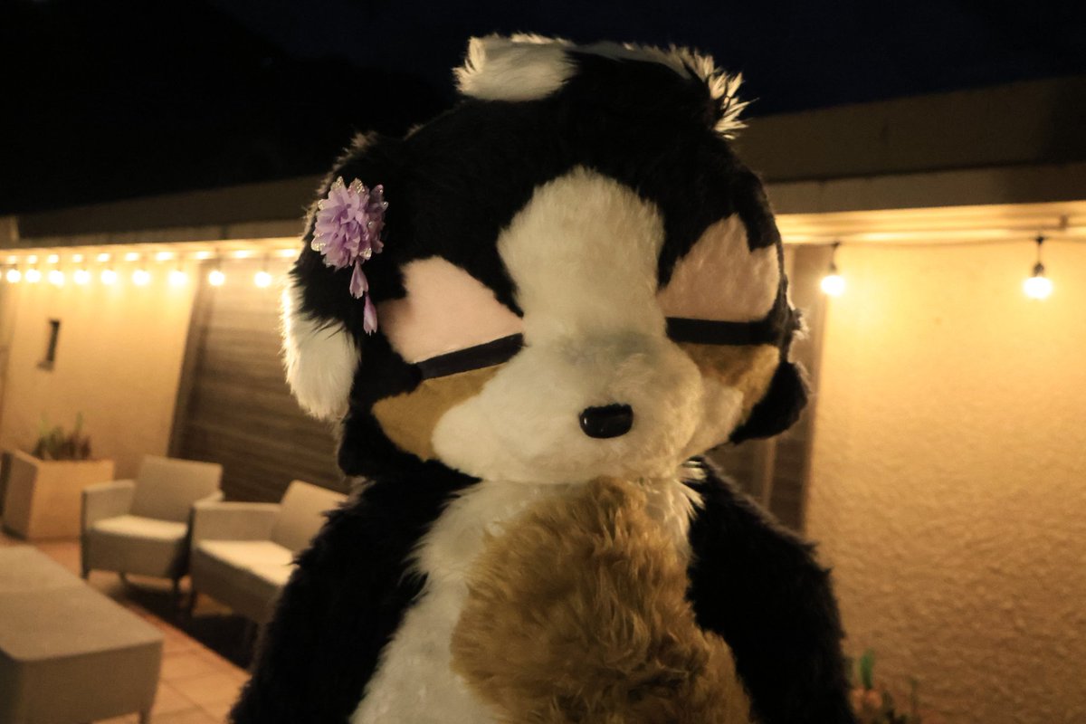 🌸🐶「ん〜？」
#いぬご家わふふ会　
#ケモノをみて今週もがんばりマンデー
📷️<a href="/simogoldie/">しも✿アビー</a>