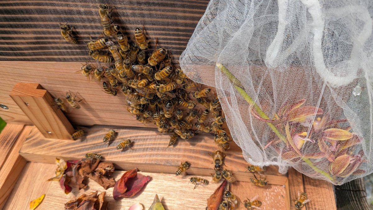 限界坊主かみやま tweet media