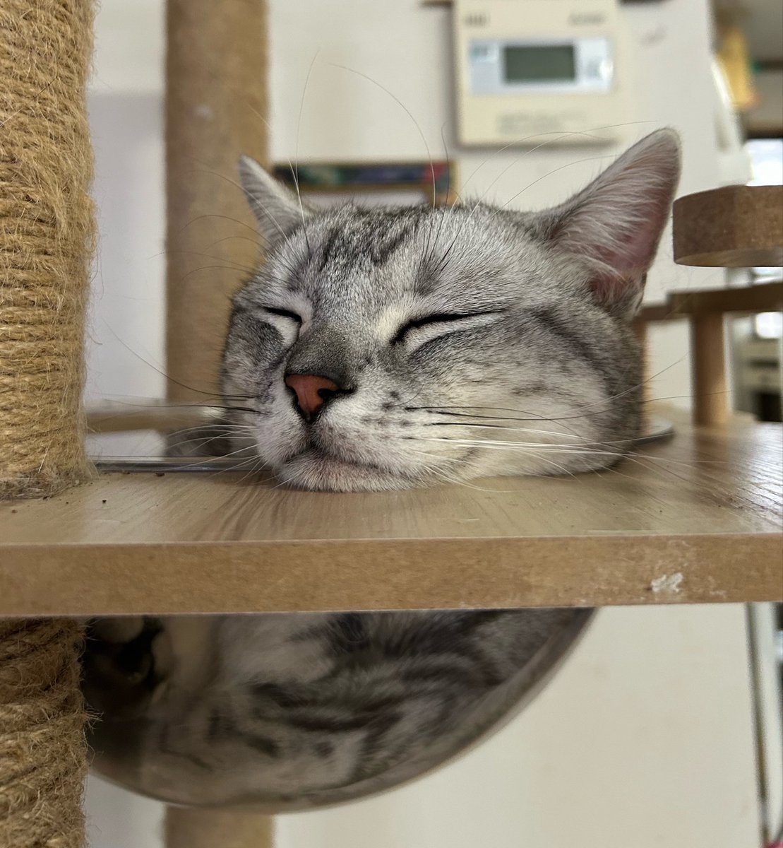 まや🐶😸まるさん家のわんにゃんこ tweet media