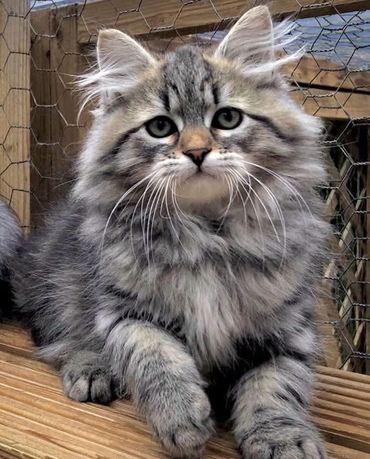 Tahira Sanam tweet media