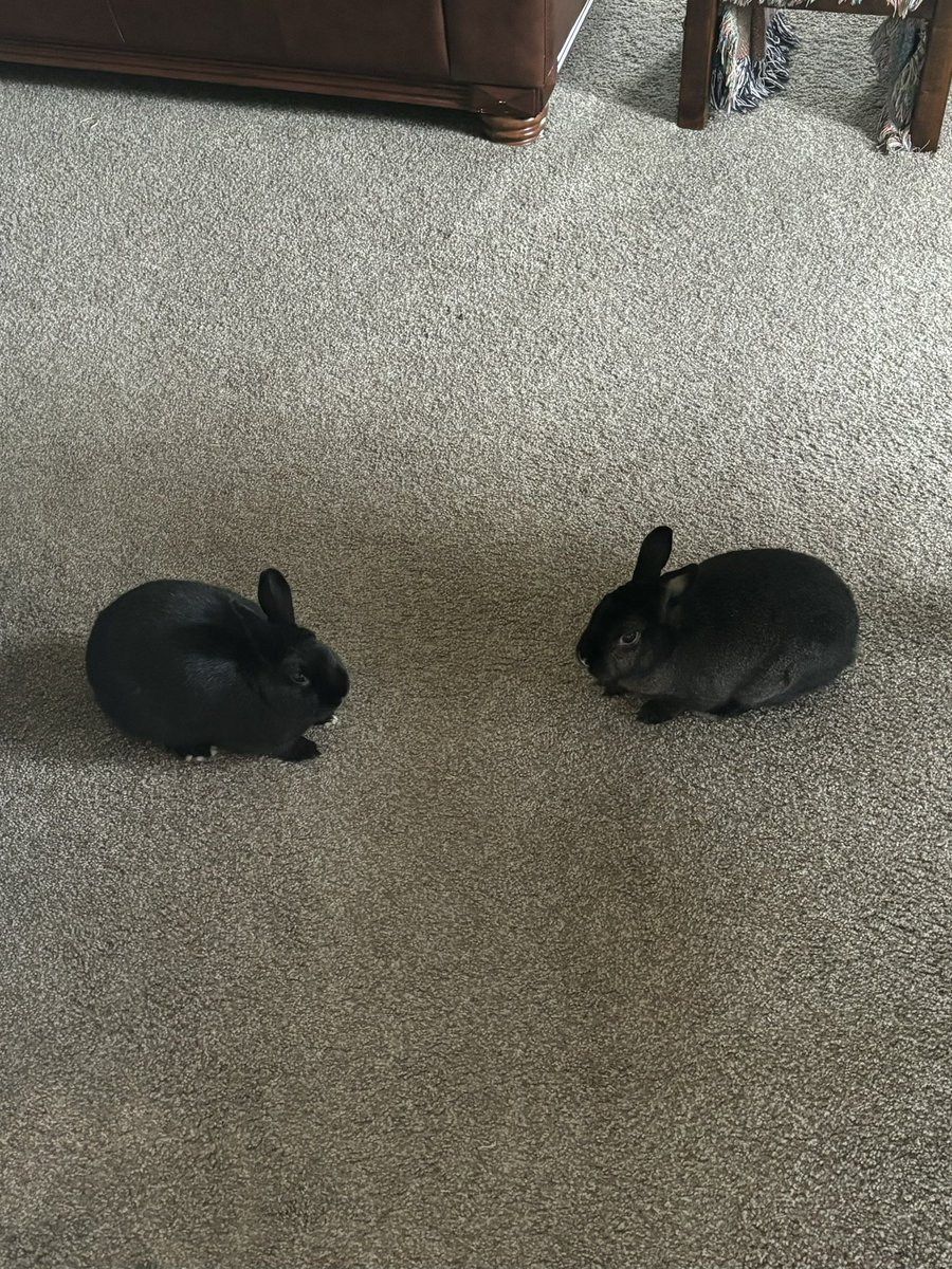 Nubster & Baby Mona tweet media