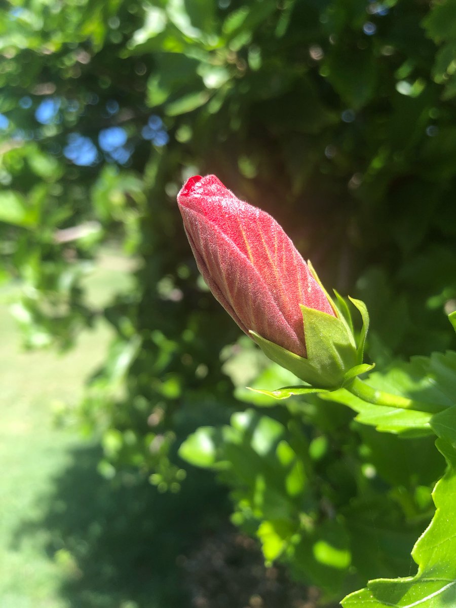 robynconnery1's tweet image. “LOVE is the key to ending HATRED and finding PEACE.”
                                                                                          —— BUDDHA
 
#Love #peace #flowers #hibiscus #bud #beachside