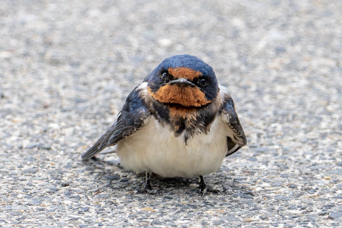 猫間川よしを tweet media