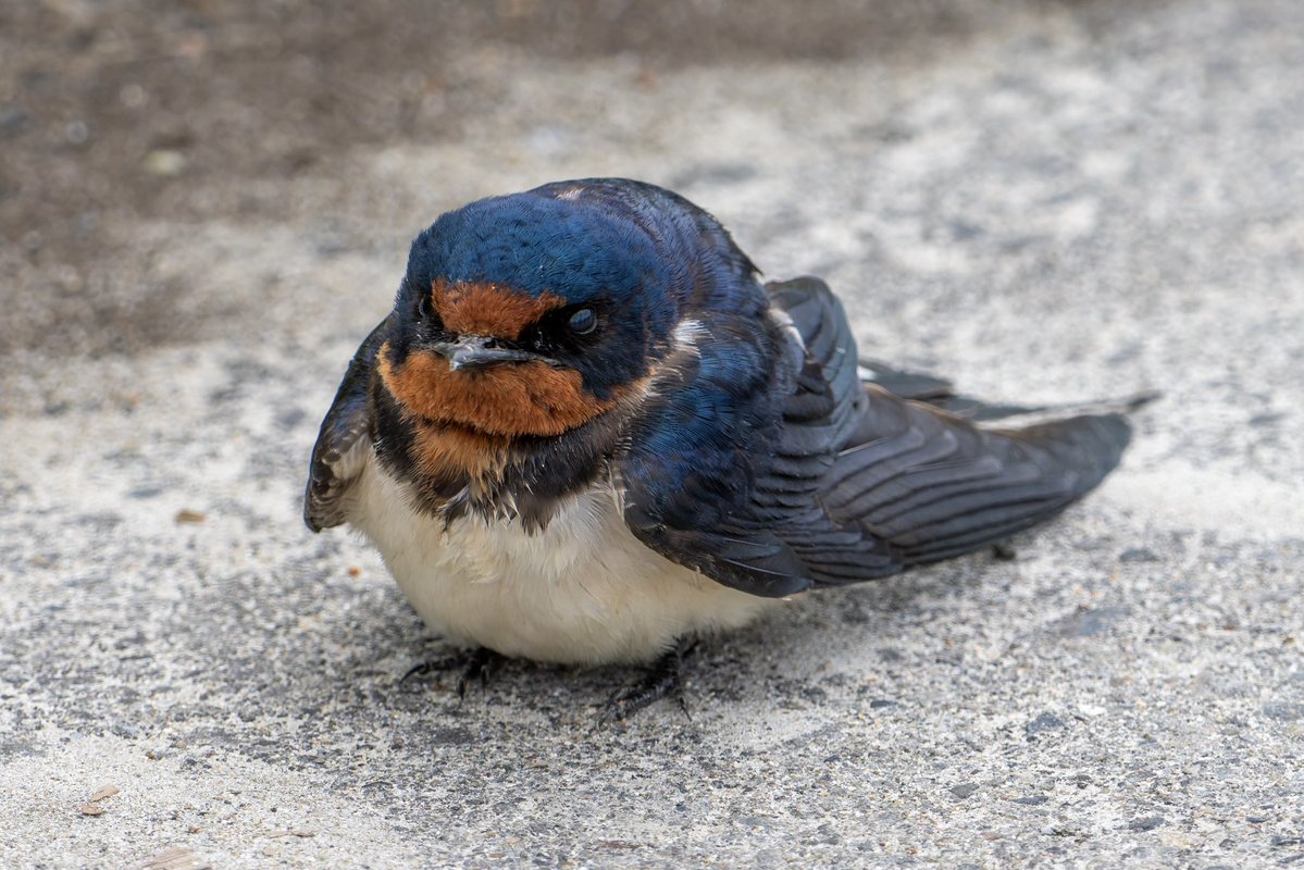 猫間川よしを tweet media