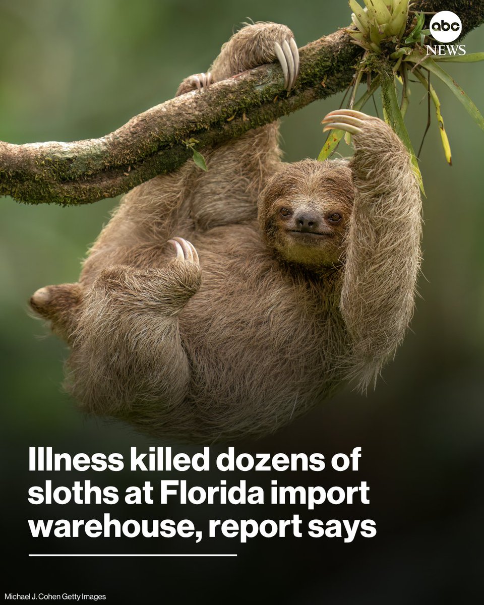 ABC's tweet image. Disease and cold temperatures killed nearly 30 sloths at a Florida animal import warehouse in 2024 and 2025, according to a report from state wildlife authorities.

Read more: abcnews.link/wgI3AjY