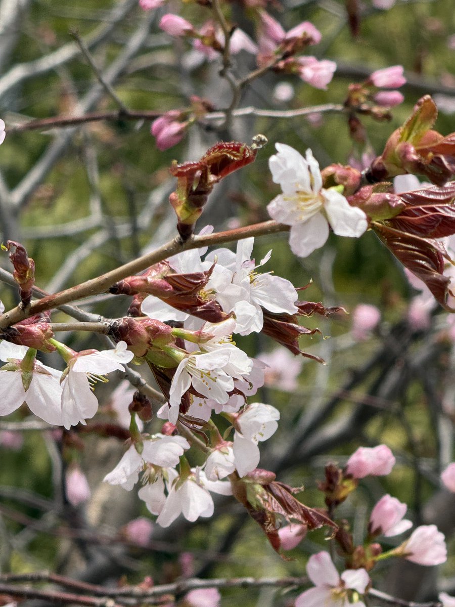 ういち tweet media