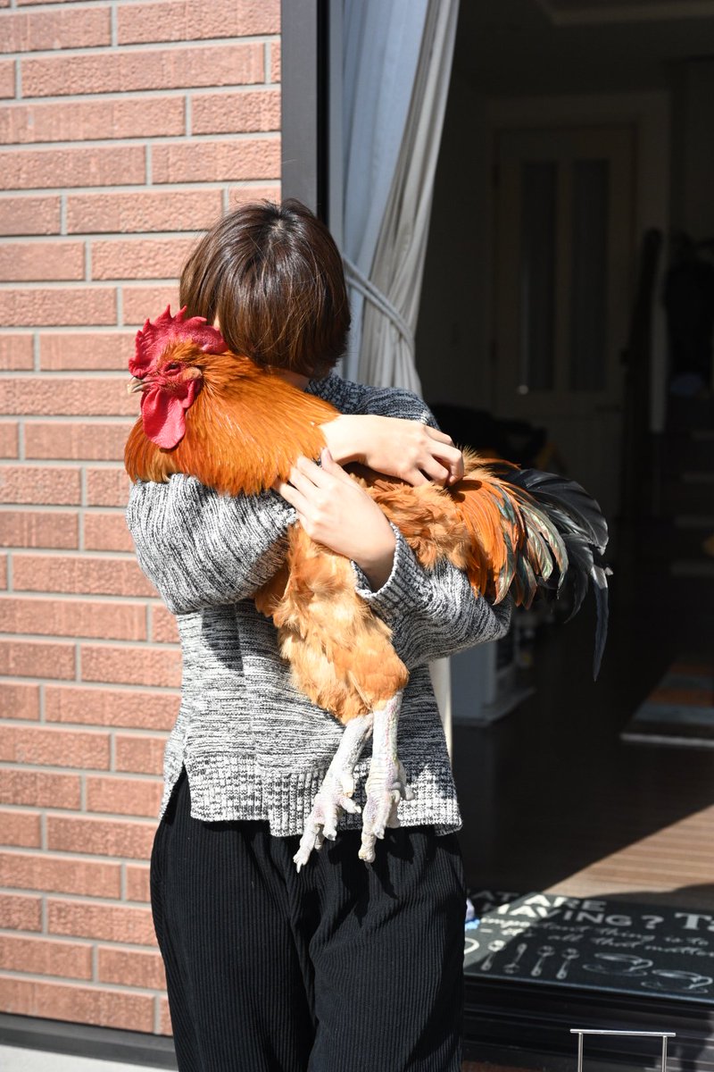 コッコ🐓名古屋コーチン♂ tweet media