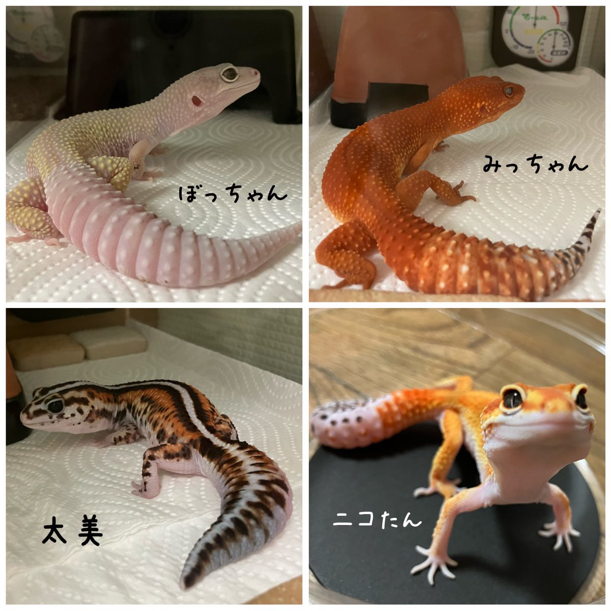 めぐー tweet media