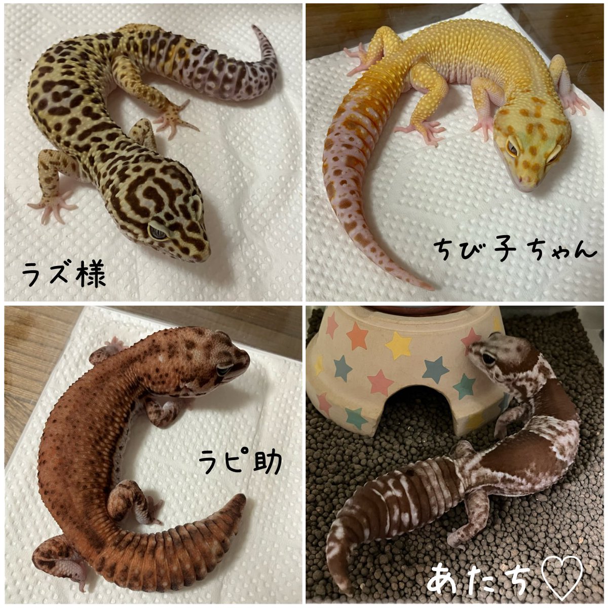 めぐー tweet media