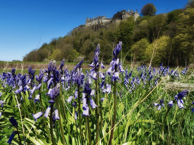 Scottish_Banner's tweet image. Scottish Bluebell's a sure sign of Spring for #StirlingCastle!
Great 📷: Robert Gibb
@robertgibb69 
#Scotland #LoveScotland #ScottishBanner #ScotlandIsCalling