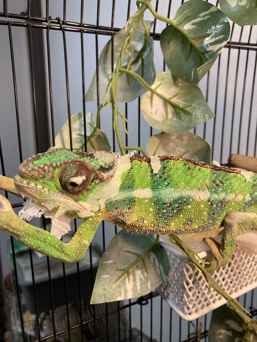 jugglizard's tweet photo. 久々に脱皮でペリペリしてました😀 https://t.co/bImdcwEzUM