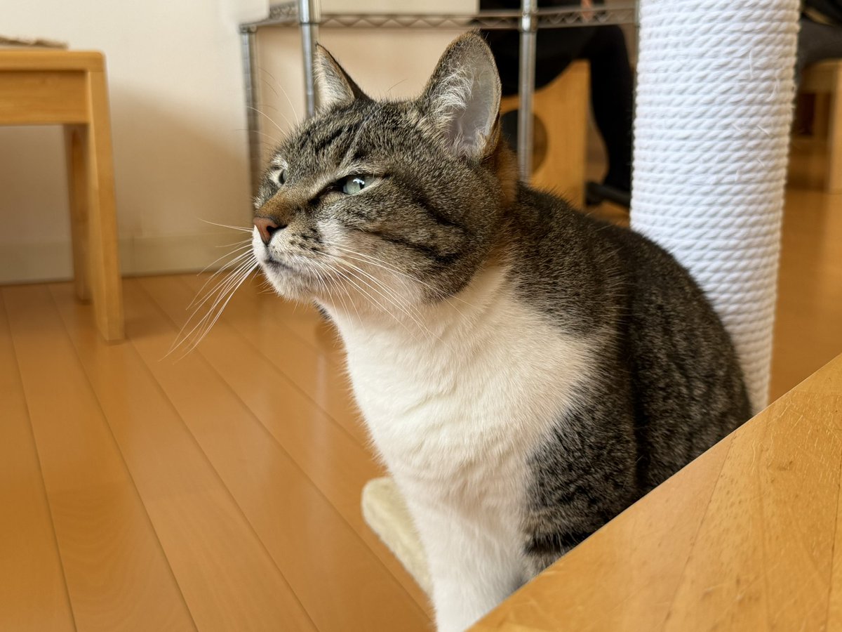 猫カフェ福ねこ@福井 tweet media