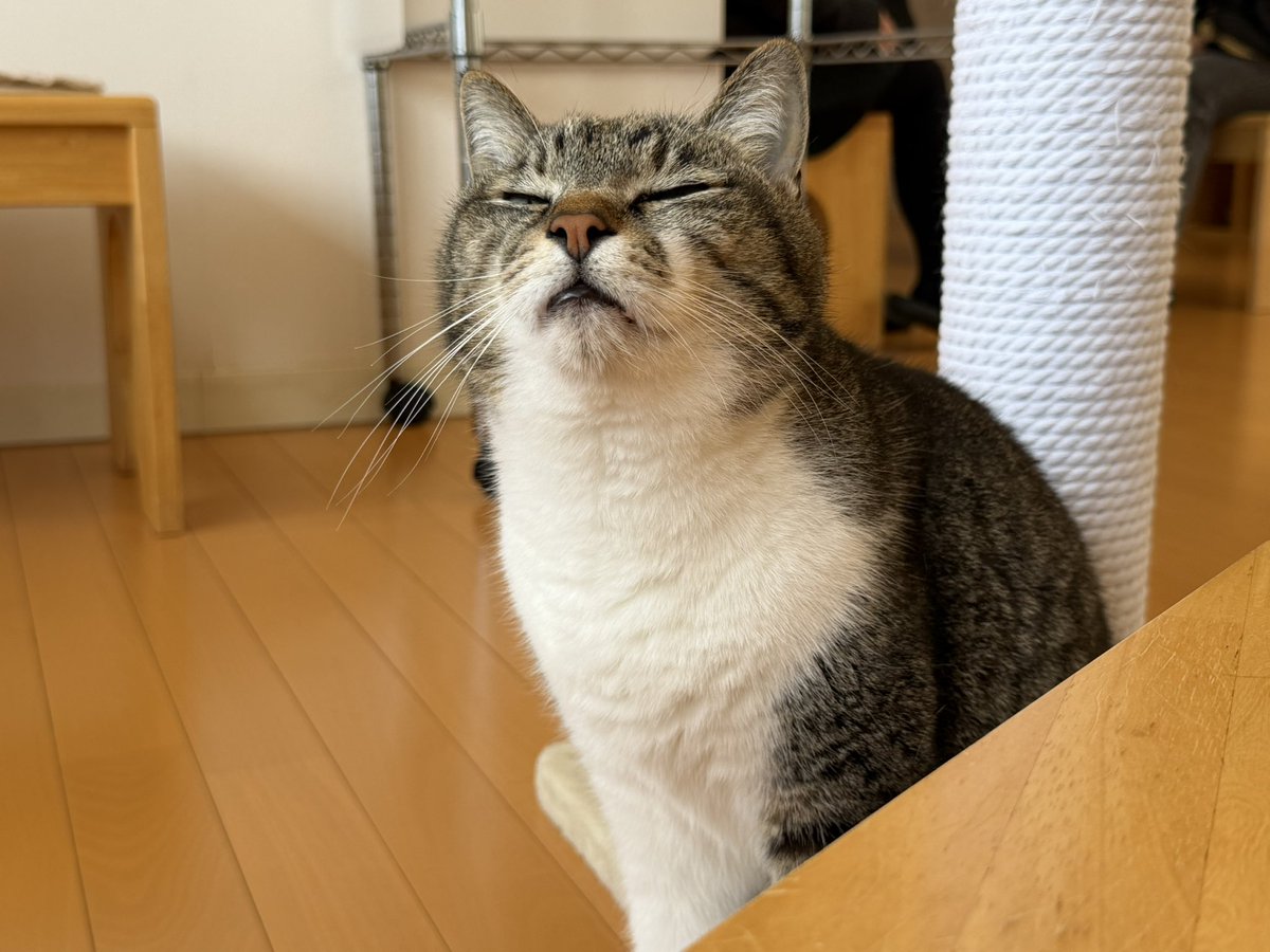 猫カフェ福ねこ@福井 tweet media