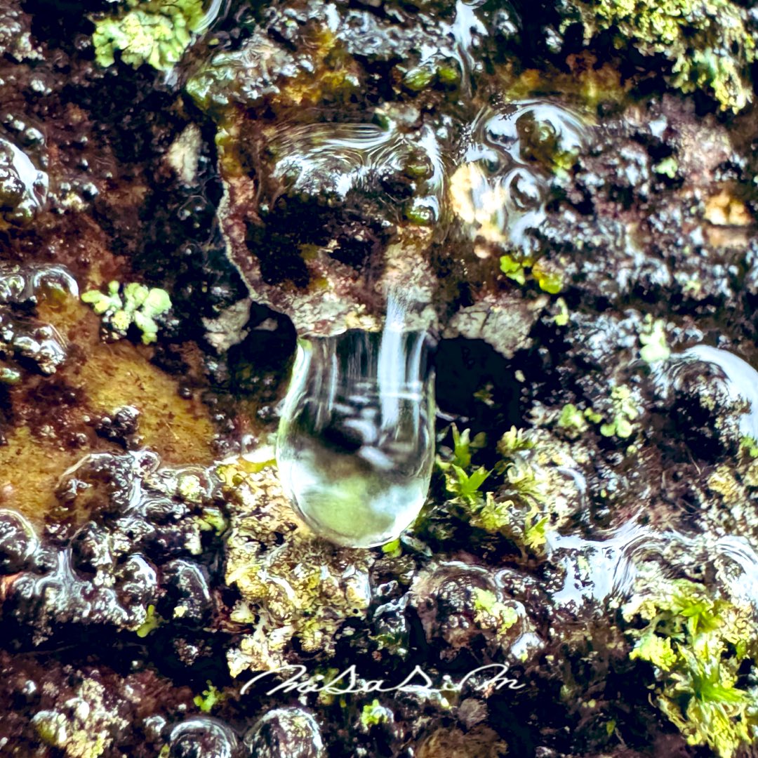 i_am_misasim's tweet image. #雨の日 #雨の芸術
#写真好きな人と繋がりたい 
#キリトリセカイ #iPhoneせかい

耐え