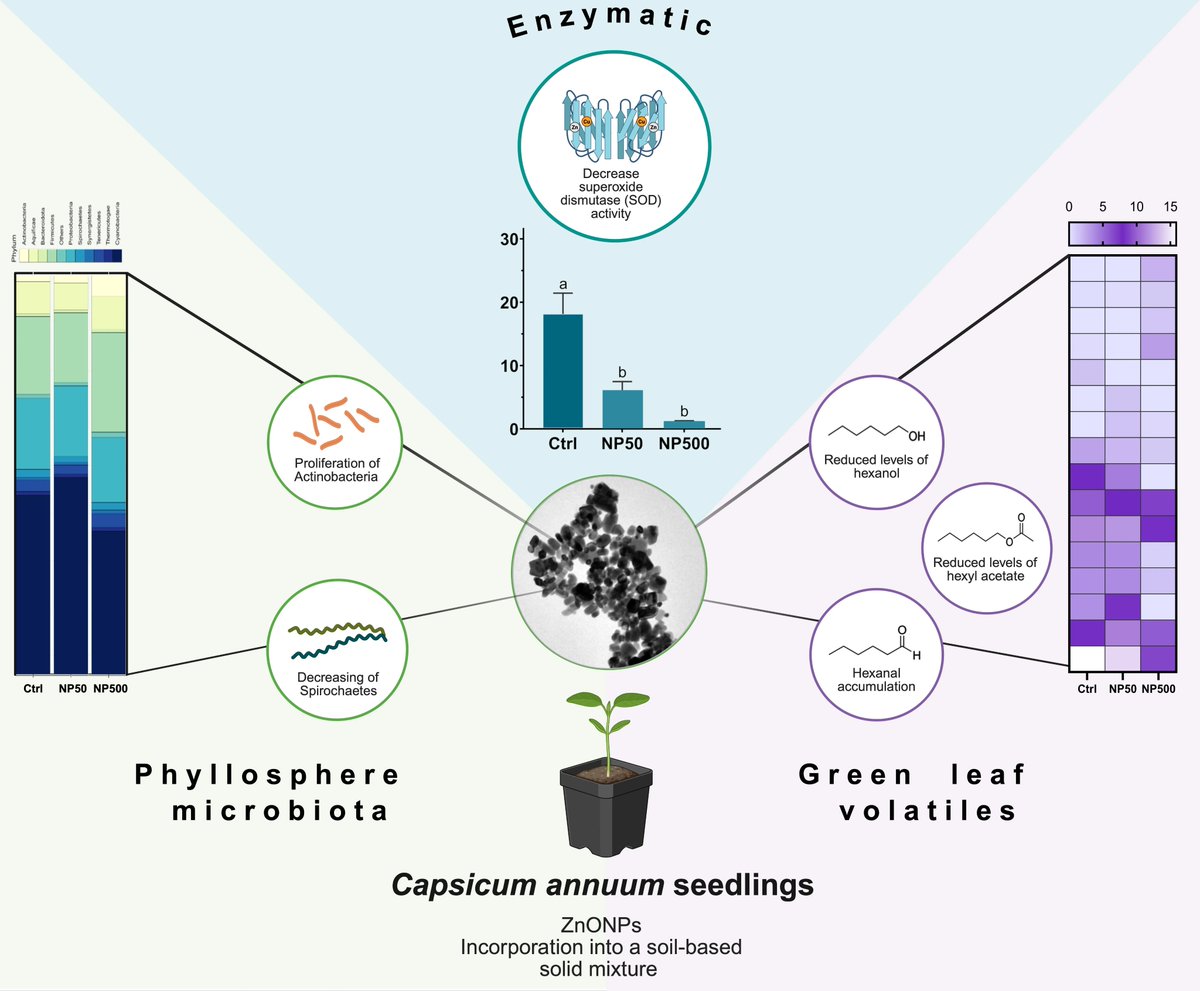 AgricultureMdpi's tweet photo. ๐New Article online! #AgricultureMdpi
๐ถ๏ธZinc #Nanoparticle Effects on the Green Leaf Volatiles and Phyllosphere Bacteriome in #Capsicumannum Seedling
by Luis Alberto Garcรญa-Casillas et al.
๐Read more: https://t.co/LxBoR3sUGG
#ZnO #salicylate #phyllosphere #oxidative #stress https://t.co/aoKmy7SGbe