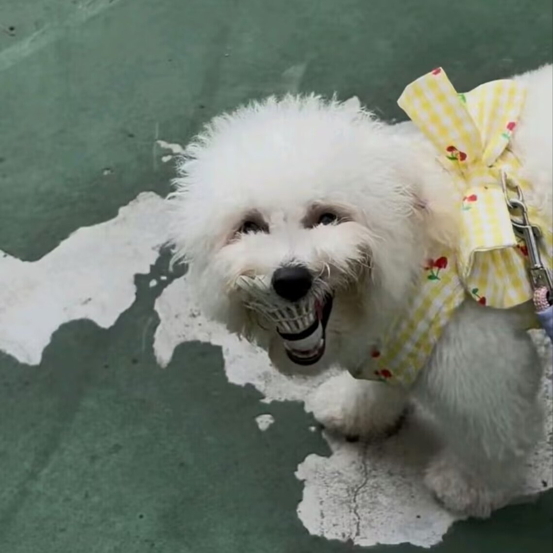 忧郁の河南人(有fo必回诚信河南) tweet media