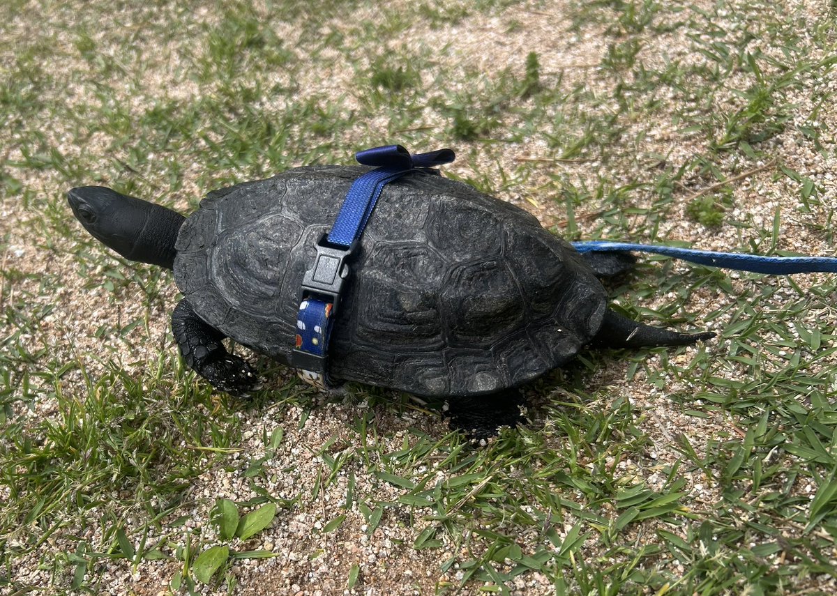 かめつき🐢 tweet media