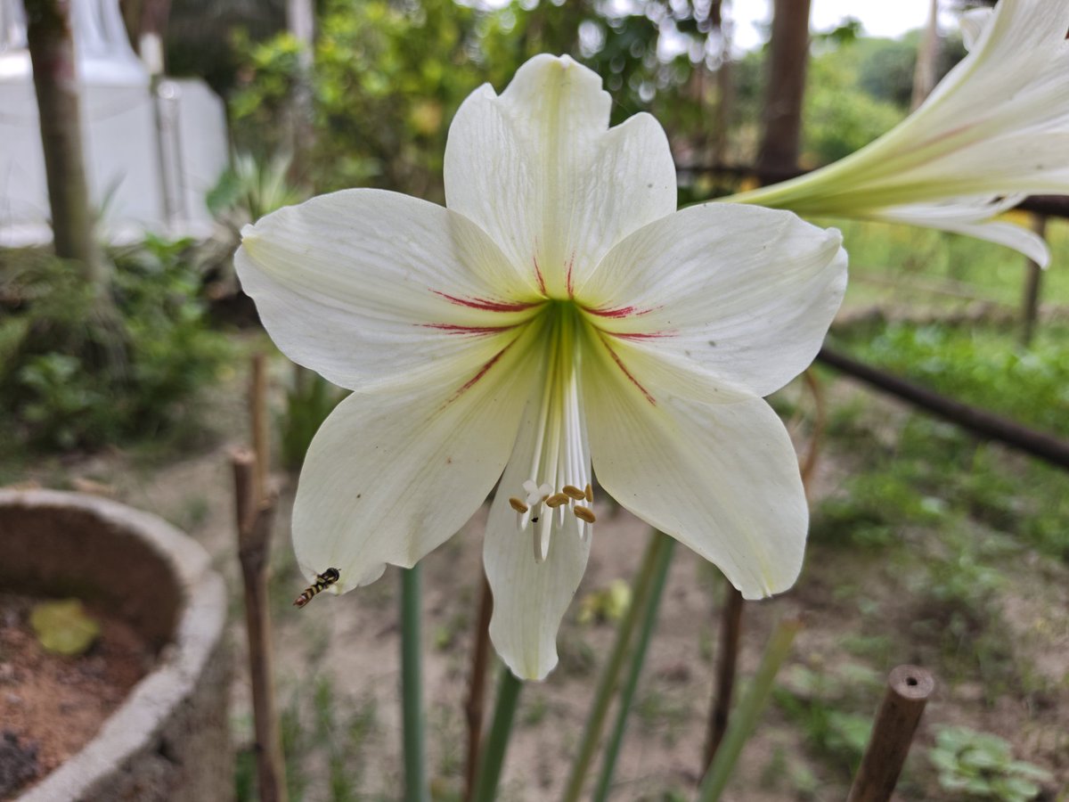 ihsviews's tweet image. Ethereal White Amaryllis | Nature's Elegant Bloom #Amaryllis #Flowers #FloralBeauty #WhiteFlowers 
youtube.com/shorts/0GWMMv7…