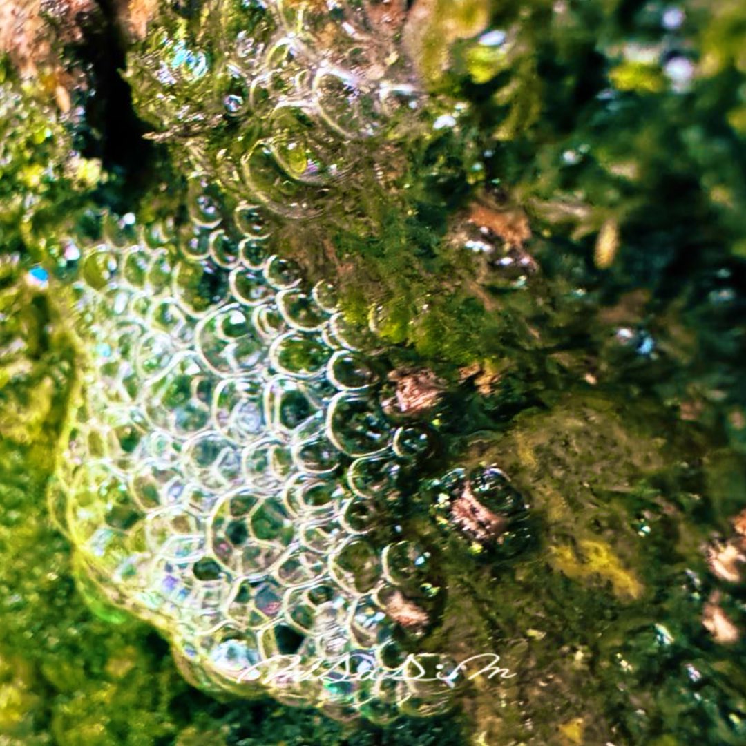 i_am_misasim's tweet image. #雨の日 #写真好きな人と繋がりたい #キリトリセカイ #iPhoneせかい

樹幹流の泡
虹色で綺麗

雨の日のもう一つの虹🌈