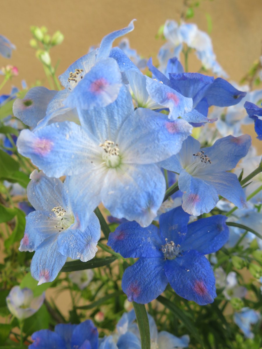 ukaimuseum's tweet photo. 今週のエントランスの花です。SPデルフィニウム（メインの青い花）、ズミ（ヒメリンゴの仲間で、赤い小花）、キウイのつるの3種類です。#鵜飼　#うかいミュージアム　#エントランスの花 https://t.co/eGDZI5MgUQ