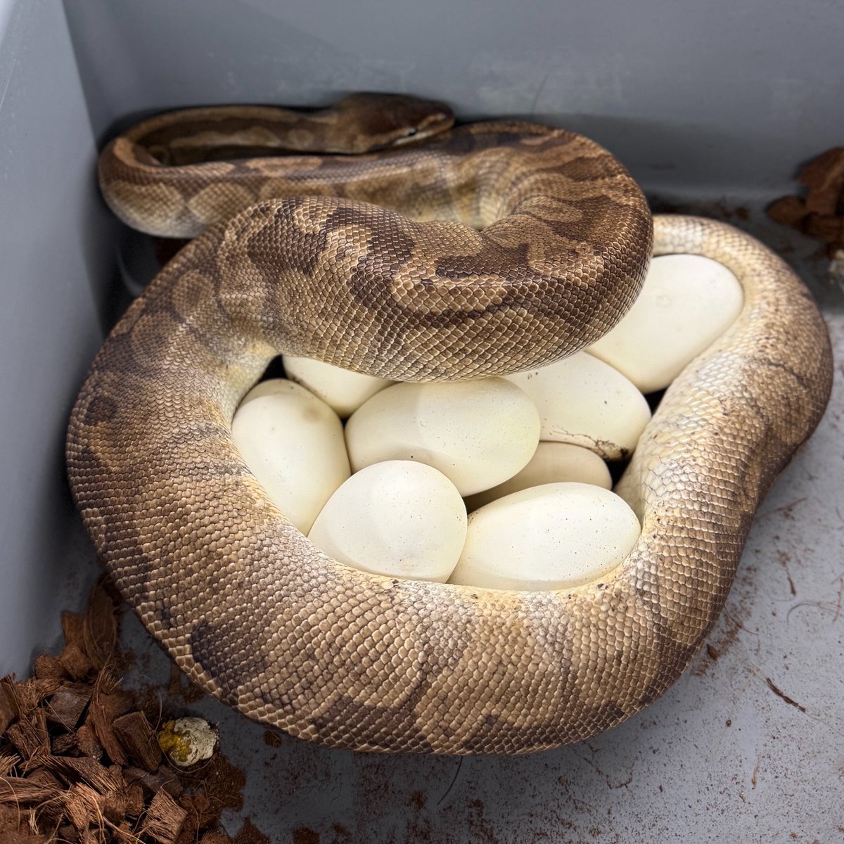 Bongo BP Sunset Het Clown Clutch!