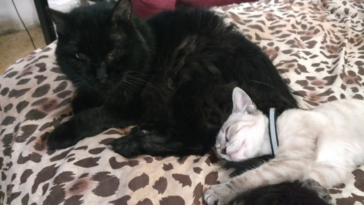 The Rocketman tweet media