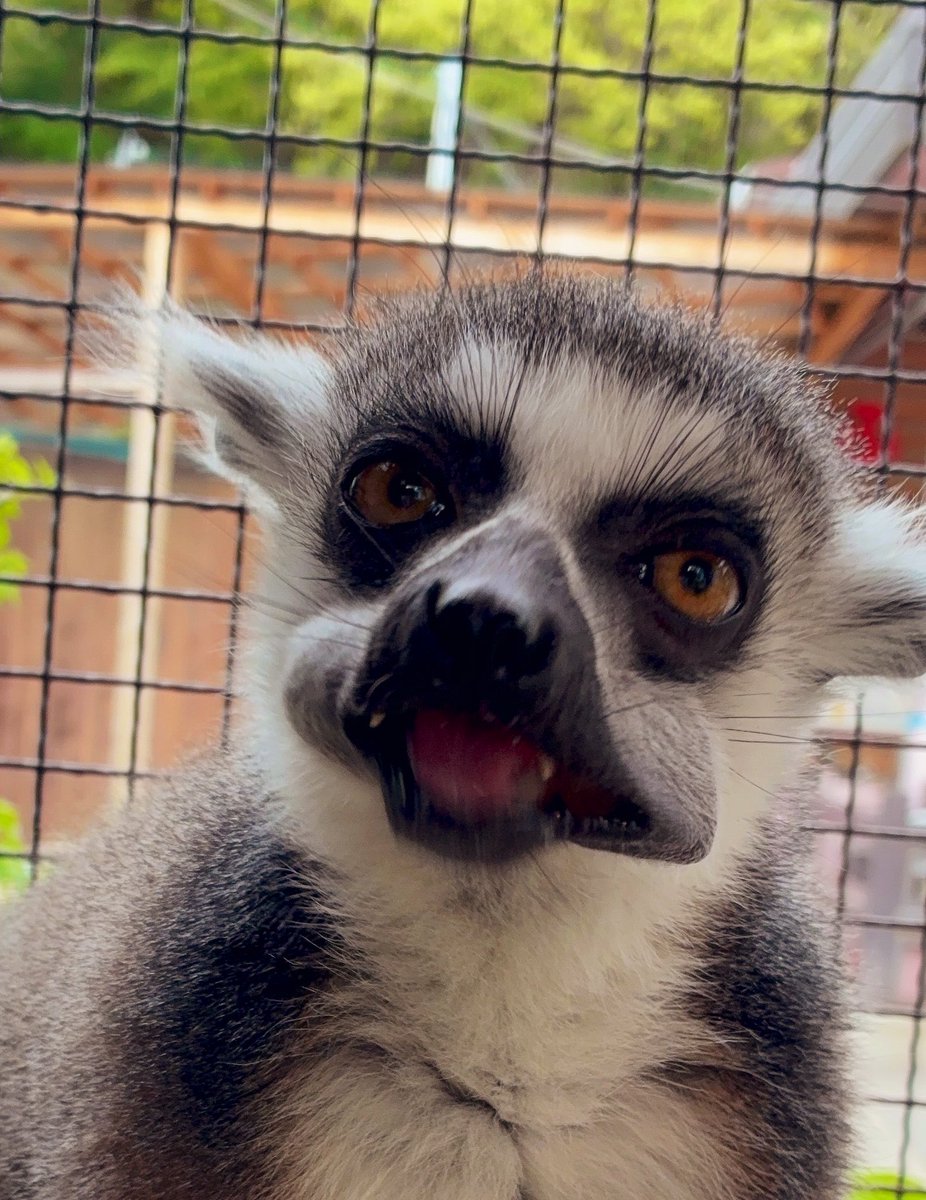 suzakazoo's tweet photo. ほっぺがぱんぱん🐒🤍🖤

#須坂市動物園
#須坂市
#ワオキツネザル https://t.co/sTrN1GRk9f