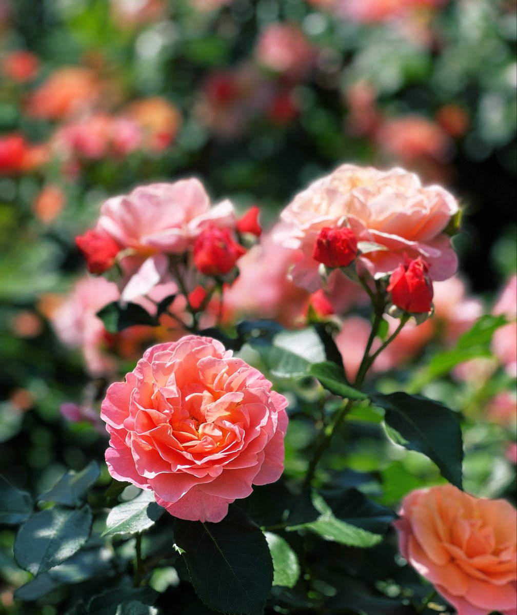 yamamorimai's tweet image. #flowers