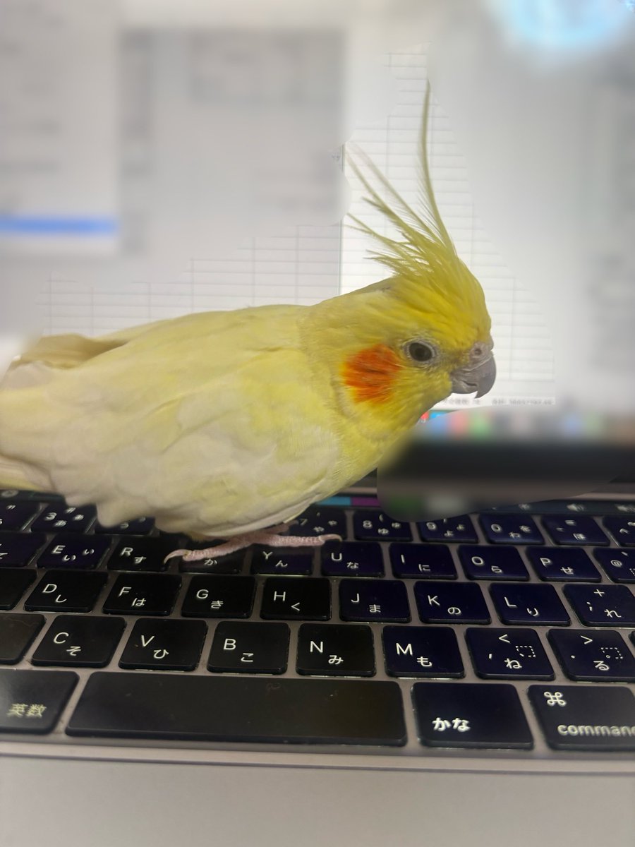 小出美里 tweet media