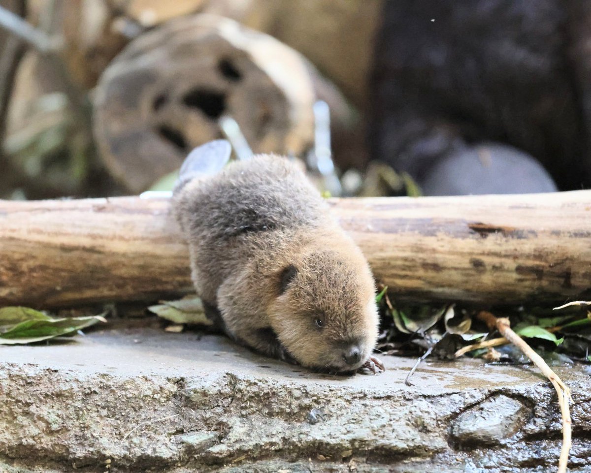 丸太を乗り越える赤ちゃんビーバー🦫

📷2025 　＃神戸どうぶつ王国
＃アメリカビーバー