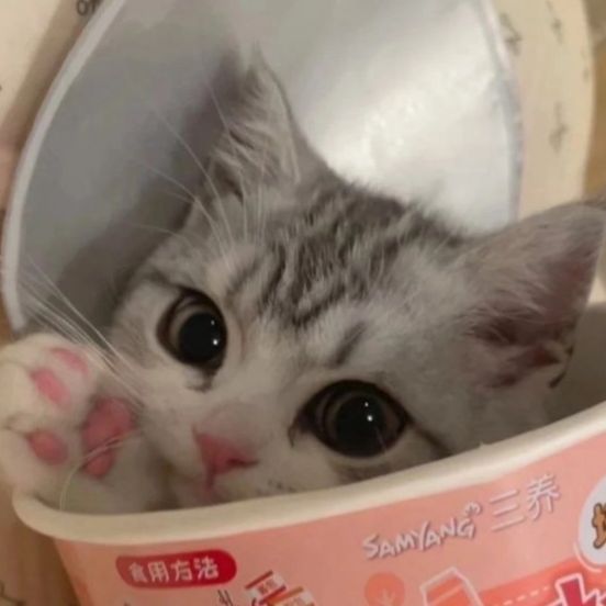 𓍢ִ໋🀦 tweet media