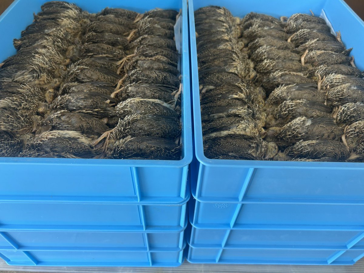 育成ウズラL、農場まで取りに行って来ました。
36g〜50g  5羽入950円
1羽あたり190円😳
ラットに比べると安価で、樹上系の蛇や蜥蜴などに最適👍
在庫薄のだったのでDMくださったユーザー様、纏め買い出来ます。
よろしくお願い致します🙇‍♀️