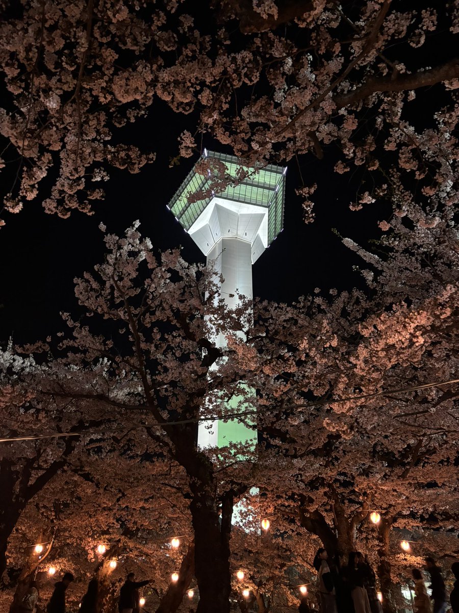 x0Xx00o's tweet photo. @meruruun_er ライトアップ🌸 https://t.co/oQUgBCCXgi