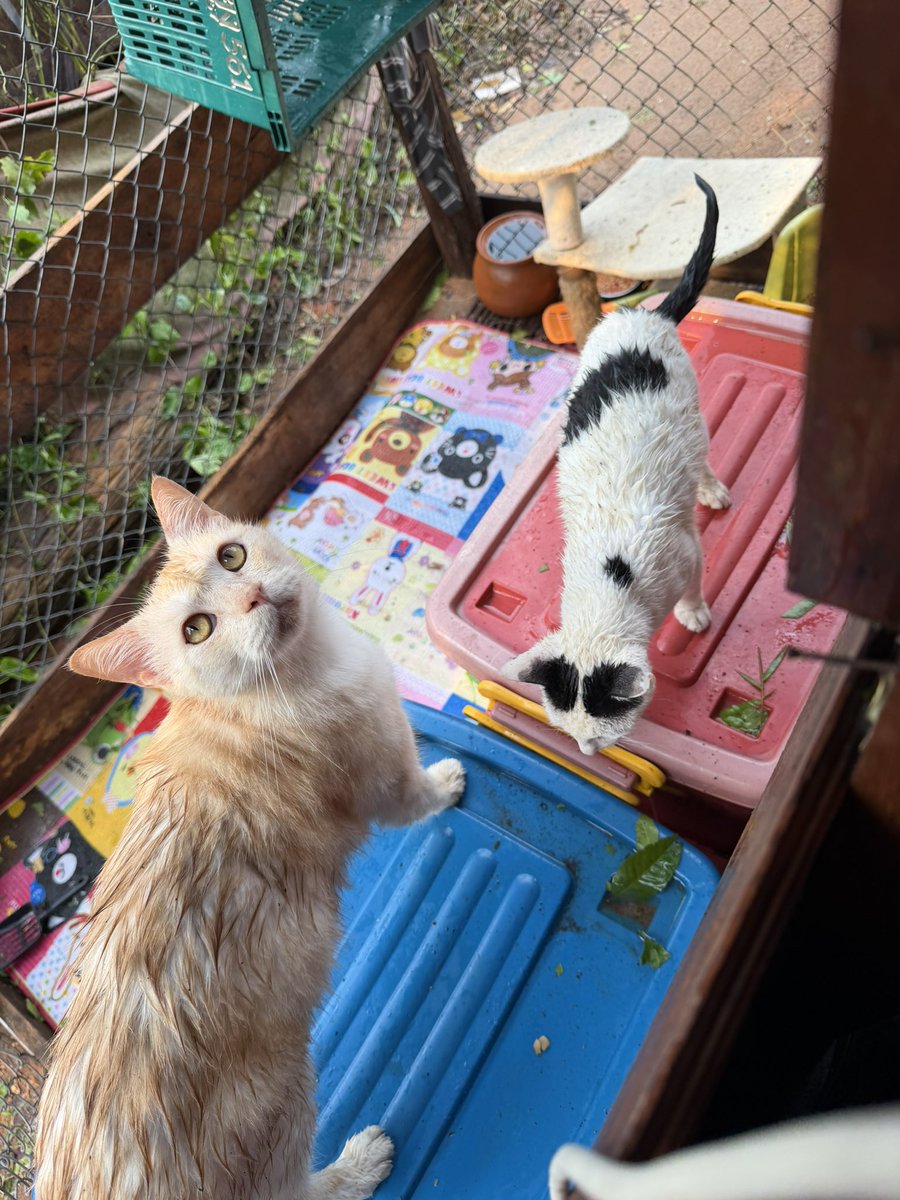 🪐🌻PEACHY🐳52Hz🌻🪐 tweet media