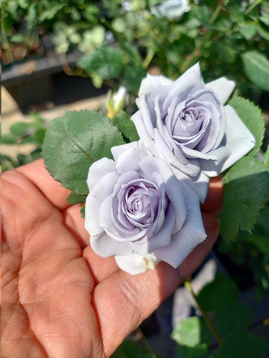 木村 卓功（きむらたくのり） tweet media