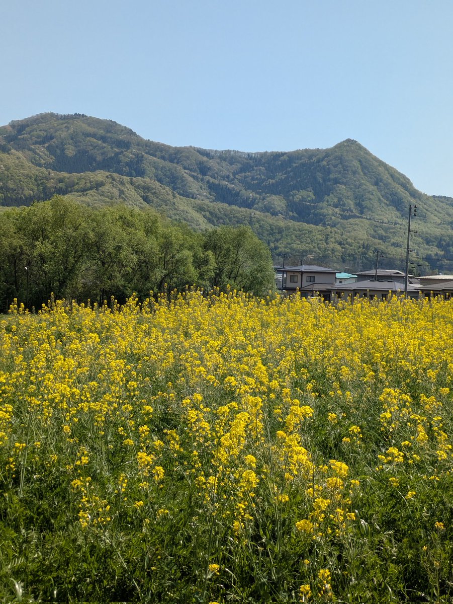 元道産子 tweet media