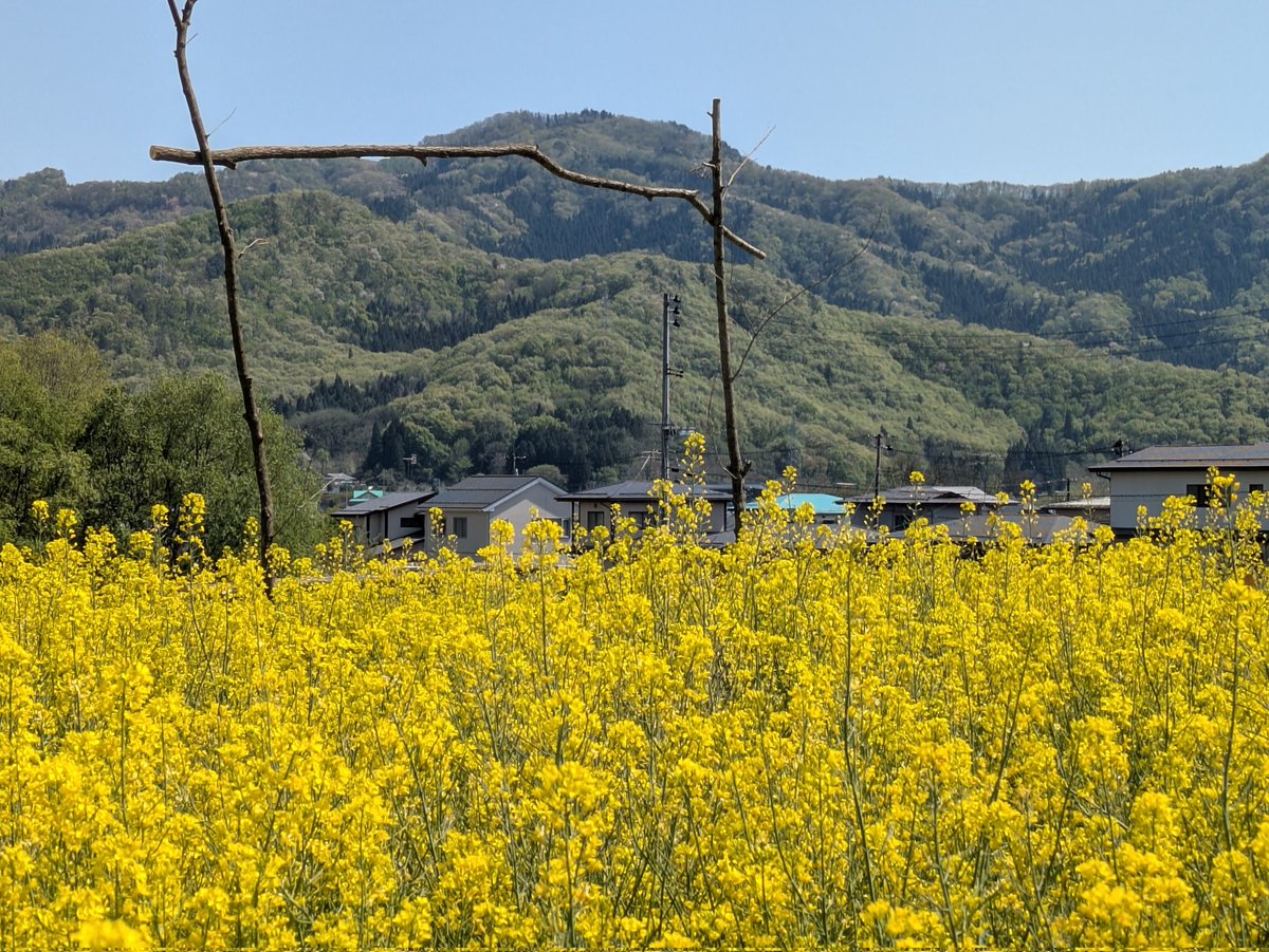 元道産子 tweet media