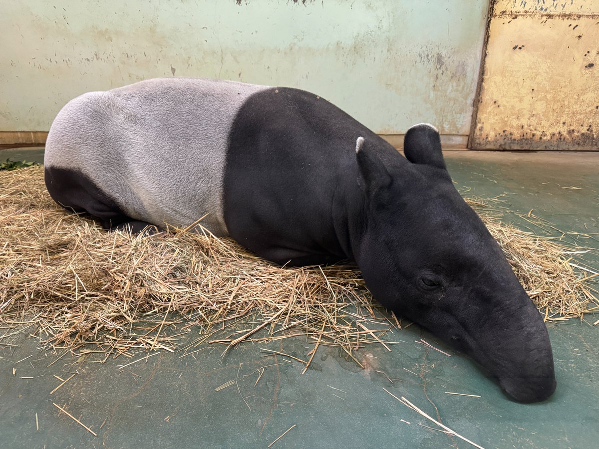 広島市安佐動物公園【公式】 tweet media