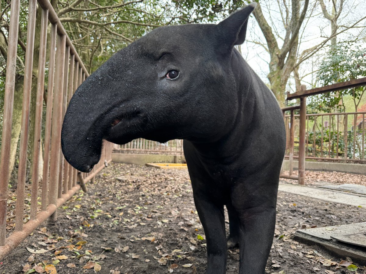 広島市安佐動物公園【公式】 tweet media