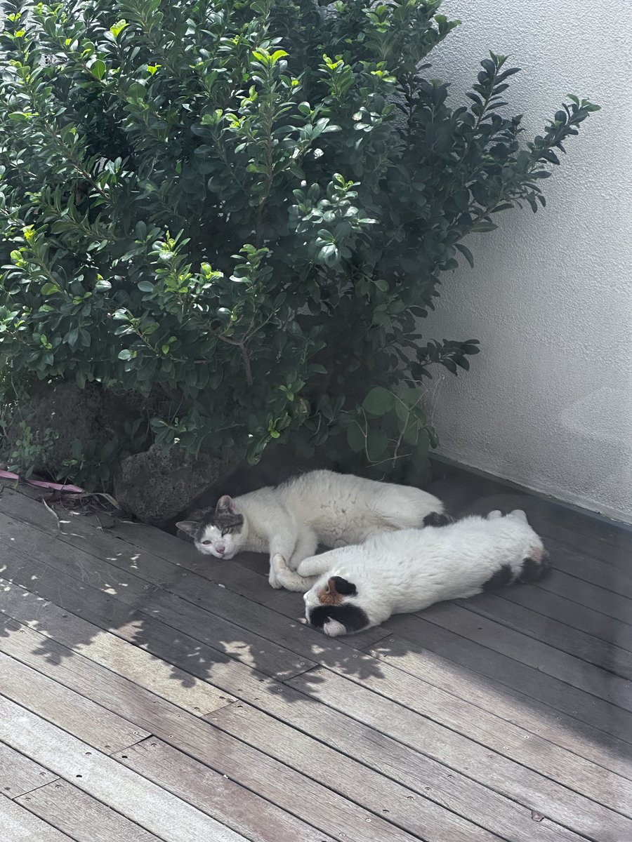 제주는 벌써 그늘을 찾는시기인가...