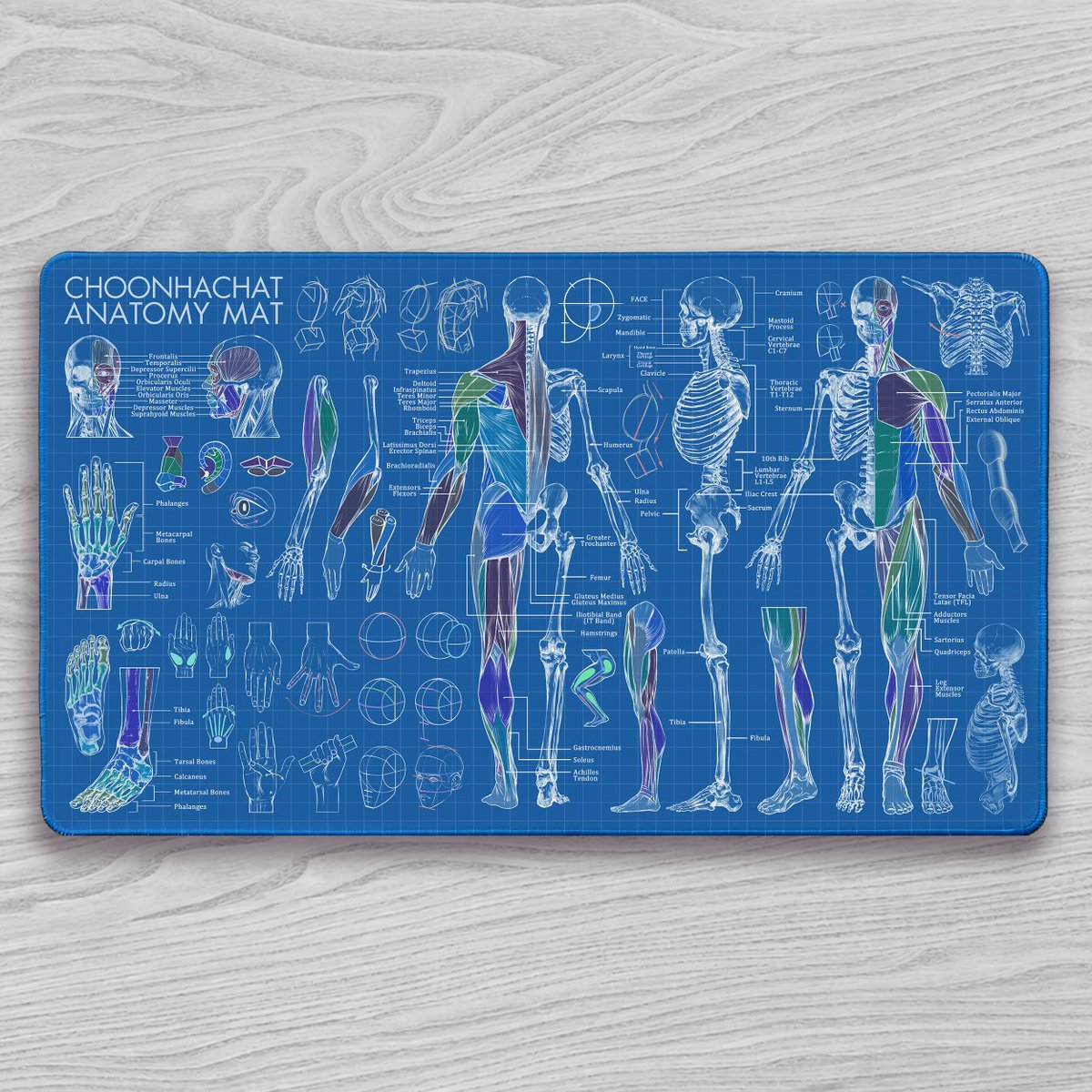 choonhachat's tweet image. Anatomy Pack update! I'm creating a set of desk mats that you can use as a cheat-sheet to quickly reference anatomy right at your desk while you work! Comes in 3 colors: Bone, X-Ray, and Blueprint!

Pre Order Here:
resolutionartstudio.com/products/choon…

#deskmat #playmat #anatomy
