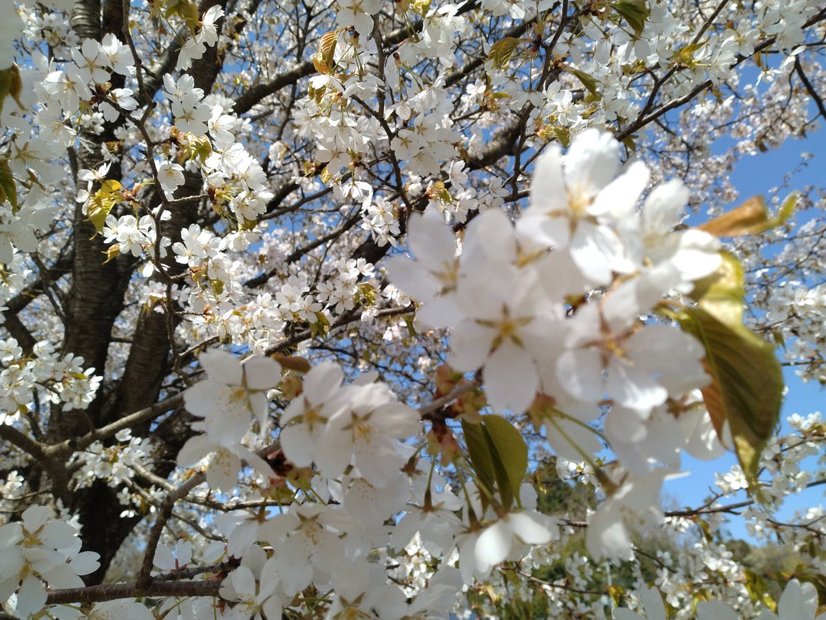 RapiPumpkin's tweet photo. 遠い北の空で満開の桜と再会しました🌸
旧 奥州市立 人首小学校 🌸 https://t.co/uPLadZTmek