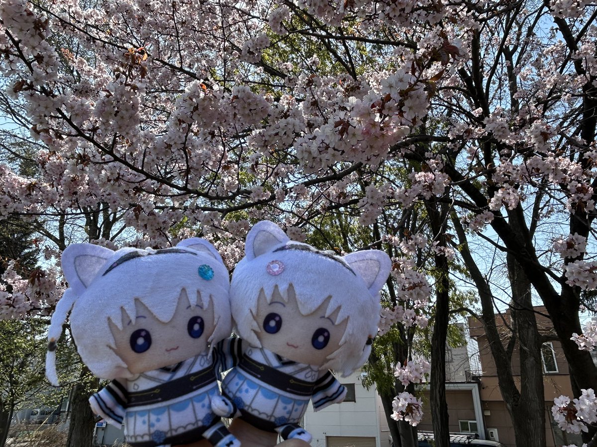 赤馬公久 tweet media